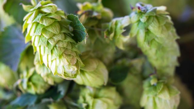 Jahresbilanz: Weniger Hopfen geerntet – Umbruch der Branche erwartet