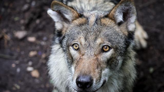 Tiere: Zwei Wölfe bei Unfällen in Schleswig-Holstein getötet
