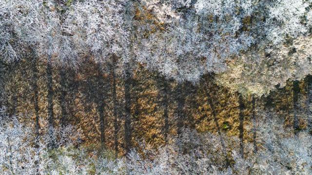 Bericht zur Forstwirtschaft: Brandenburgs Forst kämpft mit geschwächten Bäumen