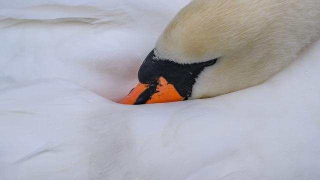 An Badesee: Geköpfter Schwan gefunden - Polizei sucht Zeugen
