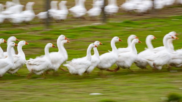 Weihnachtsbraten: Keine Antibiotika-Rückstände im Gänsefleisch