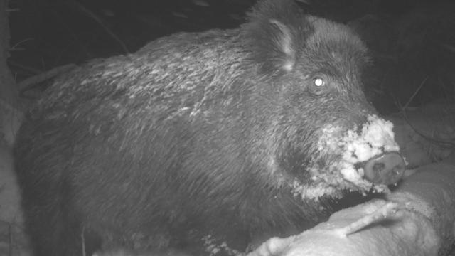 Monitoring: Mit KI den Nationalpark-Bewohnern auf der Spur