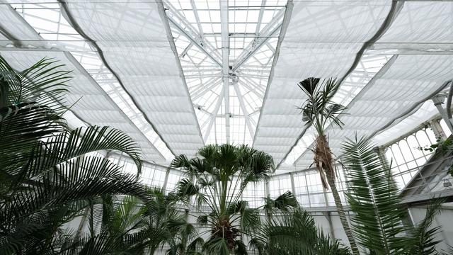 Schlosspark: Pillnitzer Palmenhaus mit neuem Energieschirm