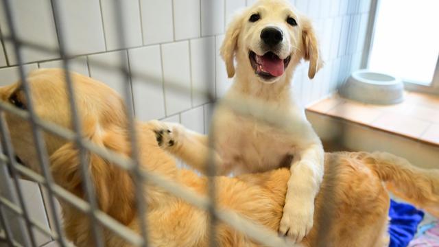 Haustiere: Warnung: Tiere sind keine Geschenke für Weihnachten