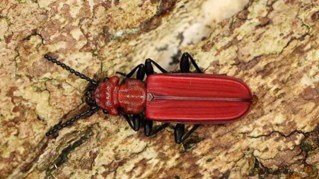 Seltener Käfer: Erstmals Scharlachkäfer im Nationalpark nachgewiesen