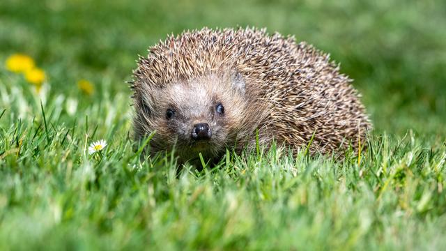 Natur und Klima: Frühlingsboten im Dezember: Warum Igel und Hamster erwachen