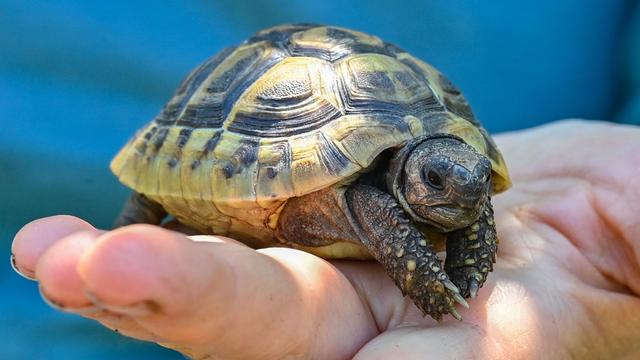 Kriminalität: Landschildkröten mutmaßlich aus Garten geklaut