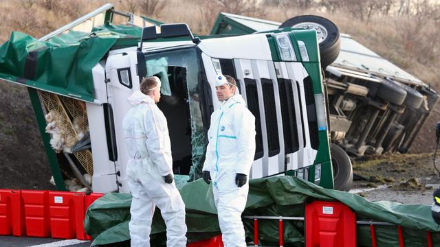 Unfall mit Tieren: Lkw kippt um - Tausende Hühner sterben auf A36