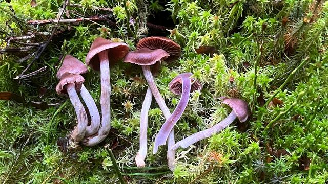 Neue Pilzarten: Pilz-Überraschung: Zehn neue Arten im Biosphärenreservat