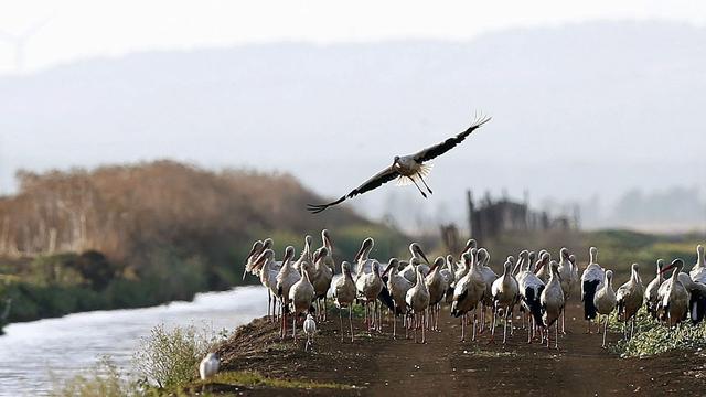 Tierseuche: 400 Störche in Spanien an Vogelgrippe verendet