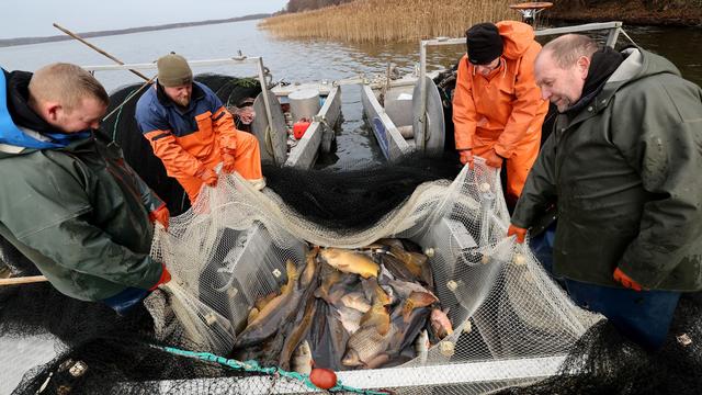 Weihnachts-Essen 2025: Wildkarpfen aus MV ist beliebter als Zuchtfisch