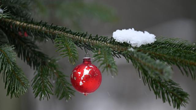 Weihnachtszeit: Wo gibt es regionale Bäume zum Selberschlagen?