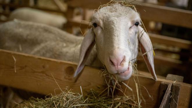 Tierisches zum Fest: Die Schafhalter in Bayern sind auf staatliche Unterstützung angewiesen. (Archivbild)