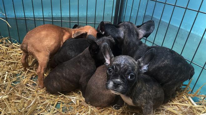 Kriminalität: Im Advent boomt der illegale Welpenhandel laut dem bayerischen Landesverband des Deutschen Tierschutzbunds. (Archivbild)