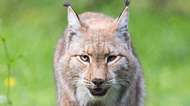Wilde Tiere in Hessen: Aktueller Luchsbericht: Wieder Nachwuchs im Reinhardswald