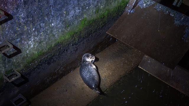 Seehund gerettet: Gerettete Robbe in Seehundstation gebracht