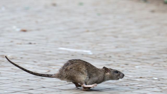 Schädlingsbekämpfung: Einsätze gegen Ratten an einem Ort in Hamburg besonders oft