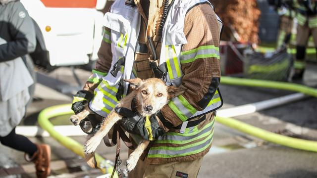 Tierrettung: Feuerwehr befreit verängstigten Hund aus brennendem Haus