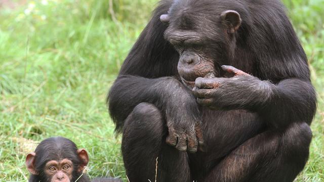 Bremerhaven: Getötetes Affenbaby – Ermittlungen gegen Zoo-Beschäftigte