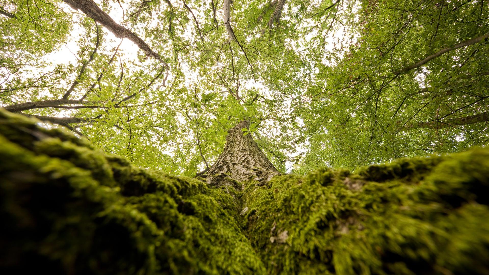 Nur 20 Prozent Bäume gesund: Klimawandel bleibt Herausforderung für den Saar-Wald