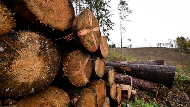 Holz aus Thüringen: Nächste Runde in millionenschweren Streit um Holzvermarktung