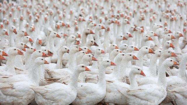 Tierschutz: Tierquälerei-Vorwurf gegen Gänse-Schlachterei erhoben