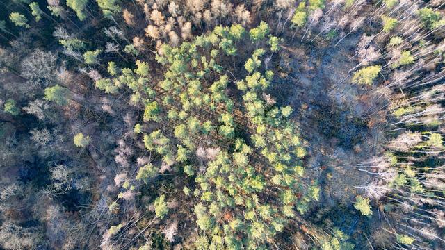 Zustand der Wälder: Keine Entwarnung für Sachsens Wälder