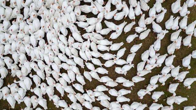 Vogelgrippe & Co.: Bauernverbände: Impfungen keine Pauschallösung gegen Seuchen