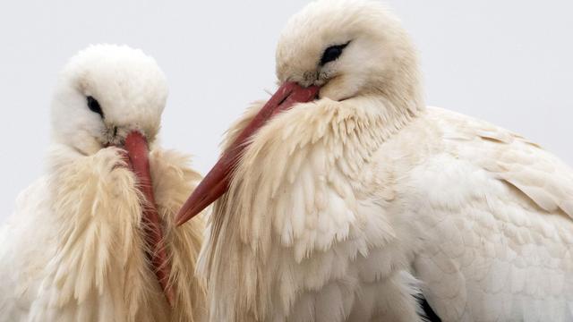 Vogelschutz: Hessen hat höchste Storchendichte