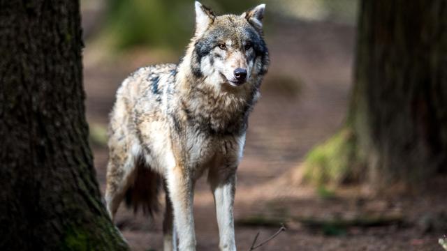 Landkreis Eichstätt: Wirbel um Wolfsvideo - Wie Fachleute den Vorfall einordnen