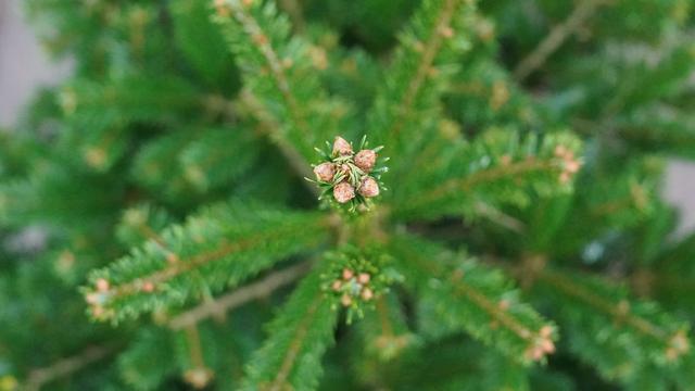 Vandalismus: Unbekannte beschädigen 48 Weihnachtsbäume