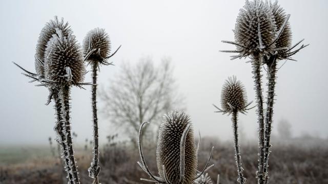 Wetter-Vorhersage: Weiße Weihnachten im Süden möglich - aber nur in der Höhe