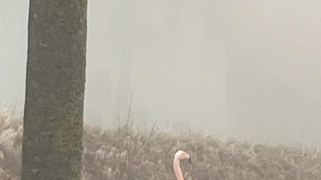 Exotischer Vogel gesichtet: Wilder Flamingo steht im Nebel bei Ulm