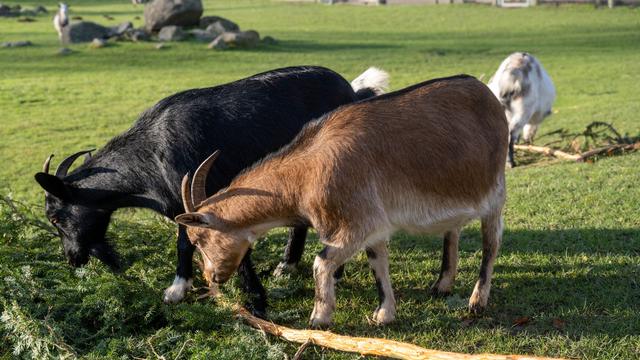 Streit um Kosten: Gericht weist Klage nach Ziegen-Unfall in Streichelgehege ab