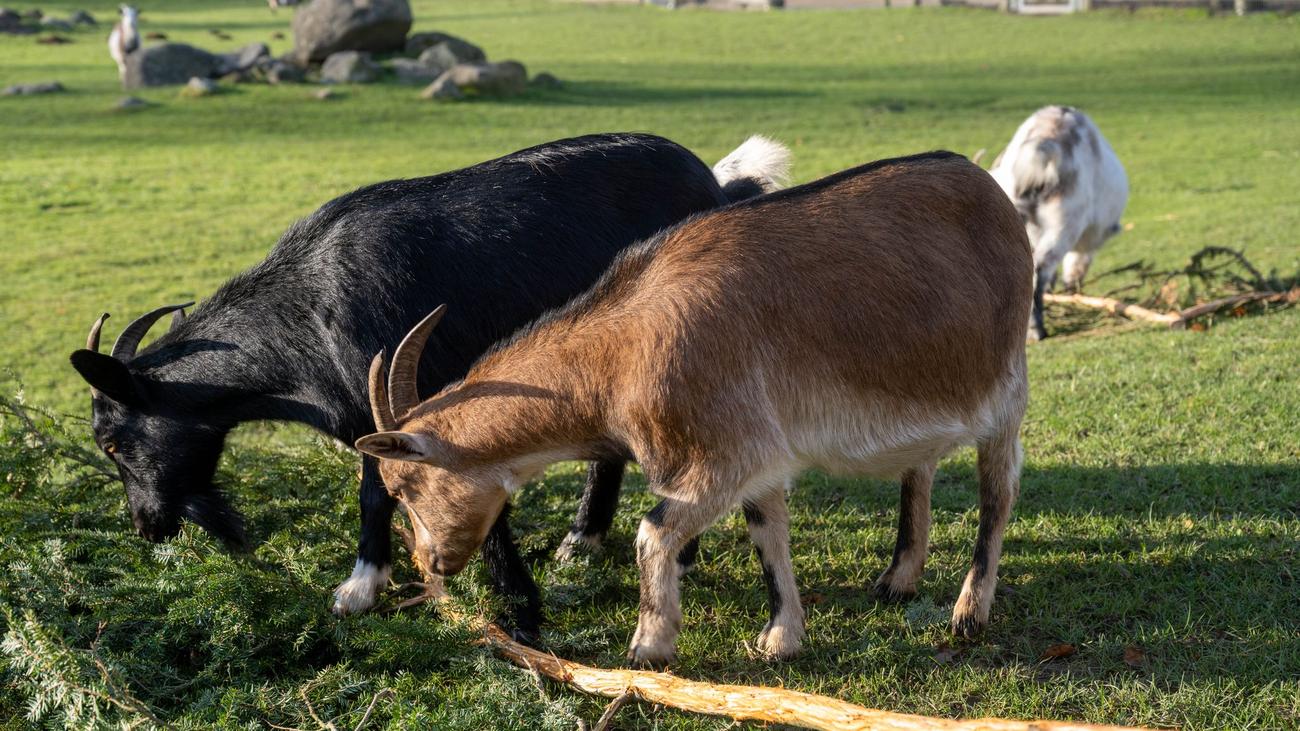 Streit um Kosten: Gericht entscheidet nach Ziegen-Unfall im Streichelgehege