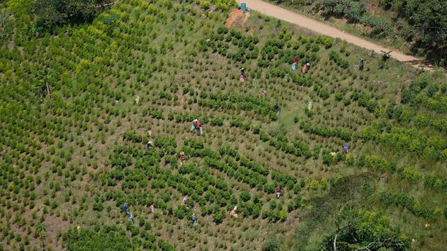 Kampf gegen Drogen: Kolumbien nimmt Koka-Vernichtung mit Glyphosat wieder auf