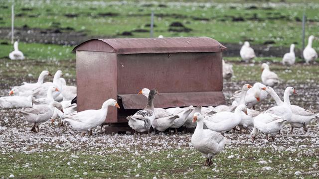 Tierseuche: Vogelgrippe: Agrarministerin rechnet mit weiteren Fällen