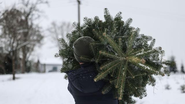 Heiligabend in Ostfriesland: Diebe wollen Tannenbaum von Weihnachtsmarkt stehlen