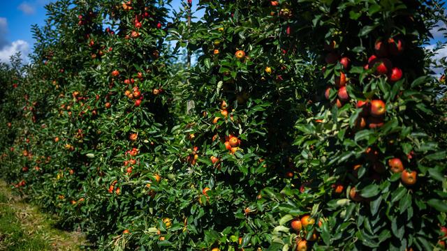 Apfelernte: Reiches Apfeljahr im Alten Land - Preise niedrig