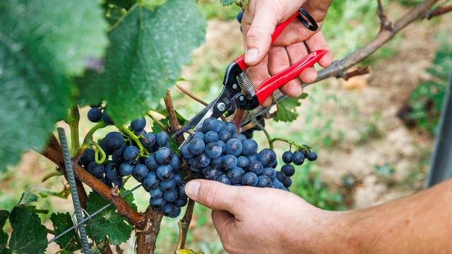 Landwirtschaft: Verband: Deutscher Weinanbau steckt 