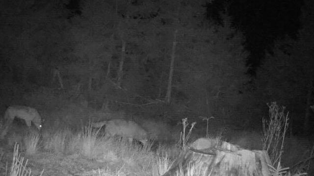 Tote Ziegen: Wolfssichtung bei Forbach: Experten prüfen Ziegenrisse
