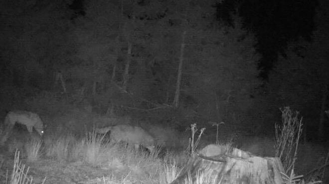 Tote Ziegen: Ist ein Wolf verantwortlich für die toten Tiere? (Archivbild)