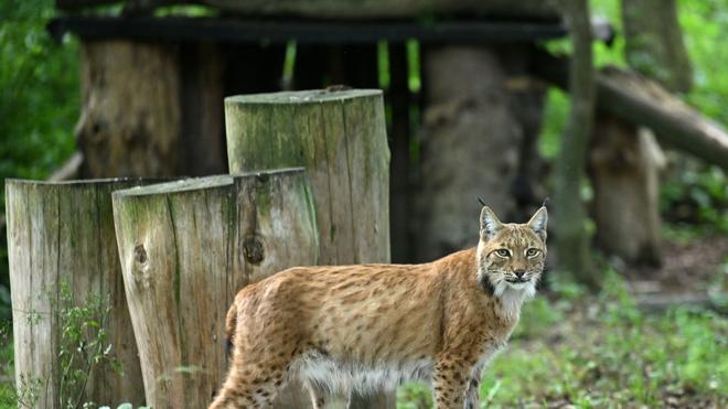 Wildtiere: 2026 sollen über ein Projekt des BUND Thüringen weitere Luchse im Thüringer Wald ausgewildert werden. (Symbolfoto)
