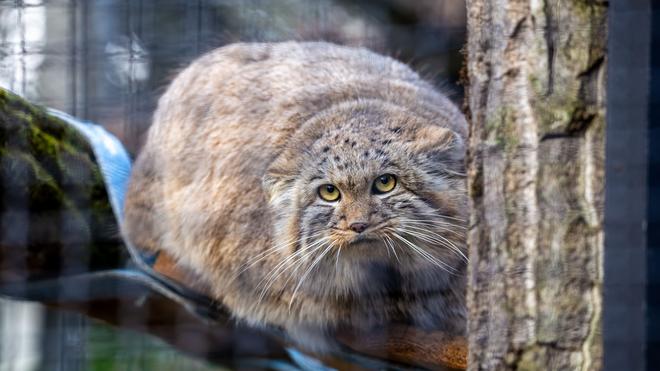 Tierisches: Im Zoo Neuwied sind gerade zwei Exemplare eingezogen.
