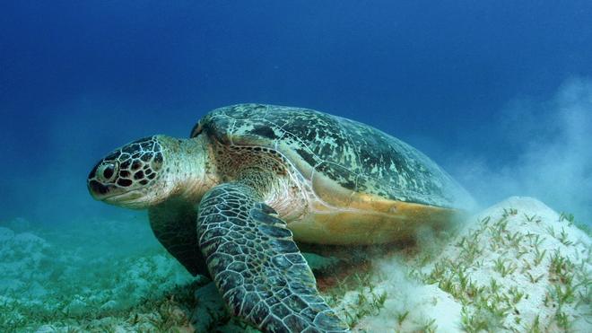 WWF-Bilanz: Auch die Grünen Meeresschildkröten gehören WWF zufolge zu den Gewinnern des Jahres.