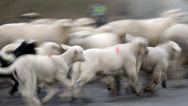Unfälle: Bei Biberach ist ein Autofahrer in eine Schafherde gefahren. (Symbolbild)