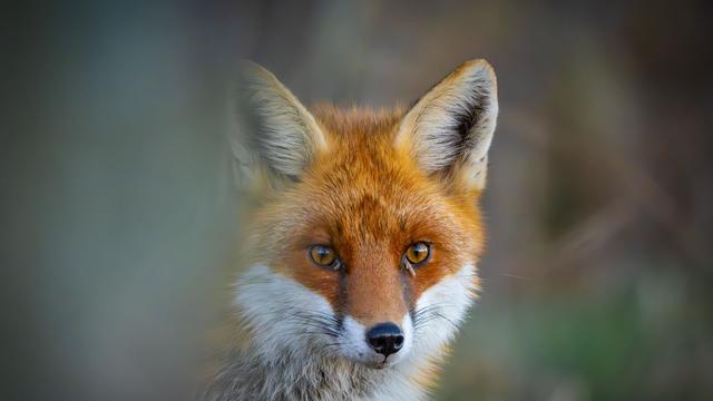 Tier zeigte wenig Scheu: Fuchs beißt Mädchen in Northeimer Innenstadt