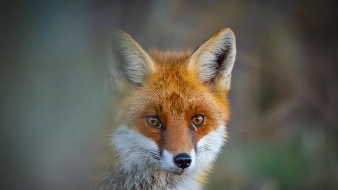 Tier zeigte wenig Scheu: Der Fuchs war vielen Menschen aufgefallen. (Symbolbild)