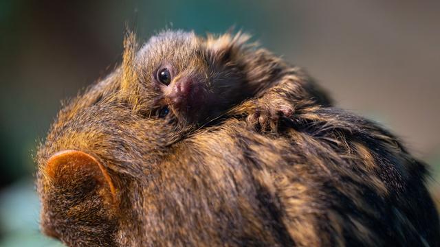Jungtier: Putziger Nachwuchs bei Zwergseidenäffchen