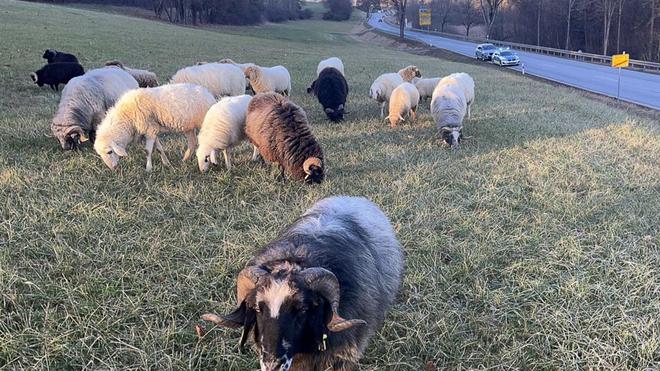Tierischer Einsatz: Bis zum Eintreffen des Eigentümers kümmerte sich die Polizei um die Tiere.